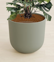 Lade das Bild in den Galerie-Viewer, Sage Green stand:all