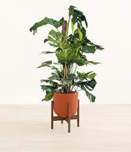 Lade das Bild in den Galerie-Viewer, Earth Red stand:walnut