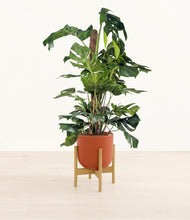 Lade das Bild in den Galerie-Viewer, Earth Red stand:bamboo