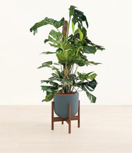 Lade das Bild in den Galerie-Viewer, Iron Gray stand:walnut