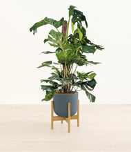 Lade das Bild in den Galerie-Viewer, Iron Gray stand:bamboo