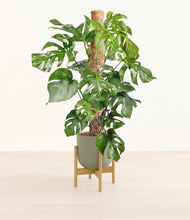 Charger l'image dans la galerie, Sage Green stand:light