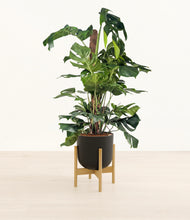 Lade das Bild in den Galerie-Viewer, Stone Black stand:bamboo