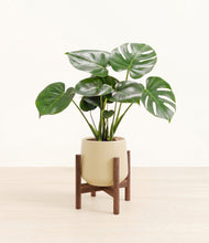 Lade das Bild in den Galerie-Viewer, Almond Green stand:dark