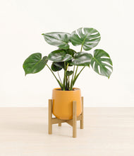 Lade das Bild in den Galerie-Viewer, Mustard stand:light