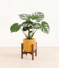 Lade das Bild in den Galerie-Viewer, Mustard stand:dark