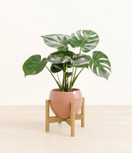 Lade das Bild in den Galerie-Viewer, Calm Rose stand:light