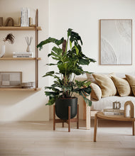Lade das Bild in den Galerie-Viewer, Stone Black stand:walnut