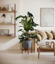 Lade das Bild in den Galerie-Viewer, Sage Green stand:walnut