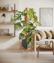 Charger l'image dans la galerie, Sage Green stand:light