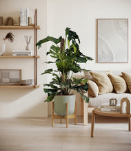 Lade das Bild in den Galerie-Viewer, Sage Green stand:bamboo