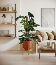 Lade das Bild in den Galerie-Viewer, Earth Red stand:bamboo