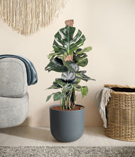 Lade das Bild in den Galerie-Viewer, Iron Gray stand:all