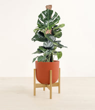 Lade das Bild in den Galerie-Viewer, Earth Red stand:bamboo