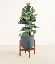 Lade das Bild in den Galerie-Viewer, Iron Gray stand:walnut