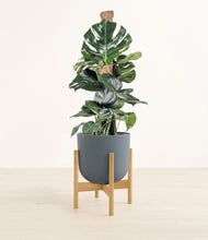 Lade das Bild in den Galerie-Viewer, Iron Gray stand:bamboo