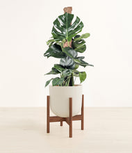 Lade das Bild in den Galerie-Viewer, Natural Bamboo stand:walnut