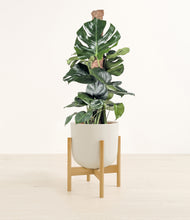 Lade das Bild in den Galerie-Viewer, Natural Bamboo stand:bamboo