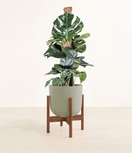 Lade das Bild in den Galerie-Viewer, Sage Green stand:walnut