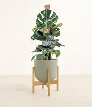 Lade das Bild in den Galerie-Viewer, Sage Green stand:bamboo