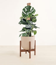 Lade das Bild in den Galerie-Viewer, Sandy Pink stand:walnut