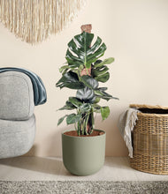 Lade das Bild in den Galerie-Viewer, Sage Green stand:all