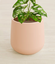 Lade das Bild in den Galerie-Viewer, Gentle Pink stand:all
