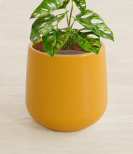 Lade das Bild in den Galerie-Viewer, Mustard stand:all