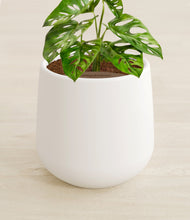 Lade das Bild in den Galerie-Viewer, White stand:all