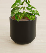 Load image into Gallery viewer, Stone Black stand:all