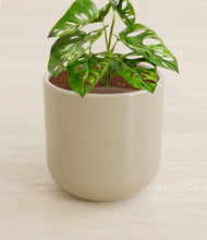 Load image into Gallery viewer, Sage Green stand:all