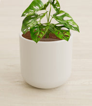 Load image into Gallery viewer, Cotton White stand:all