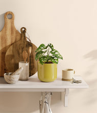 Load image into Gallery viewer, Key Lime Yellow