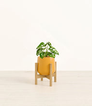 Lade das Bild in den Galerie-Viewer, Mustard stand:bamboo