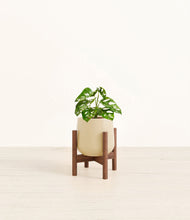 Lade das Bild in den Galerie-Viewer, Almond Green stand:walnut