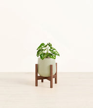 Lade das Bild in den Galerie-Viewer, Turquoise stand:walnut