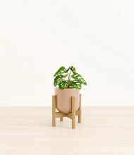 Load image into Gallery viewer, Glossy Pink stand:bamboo