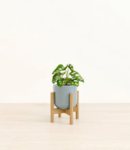 Load image into Gallery viewer, Misty Blue stand:bamboo