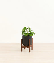 Load image into Gallery viewer, Stone Black stand:walnut