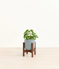 Load image into Gallery viewer, Misty Blue stand:walnut