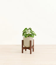 Load image into Gallery viewer, Sage Green stand:walnut