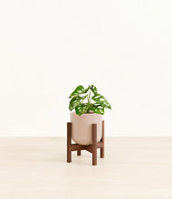 Load image into Gallery viewer, Sandy Pink stand:walnut