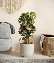 Lade das Bild in den Galerie-Viewer, Natural Bamboo