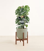 Lade das Bild in den Galerie-Viewer, Sage Green stand:dark