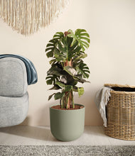 Lade das Bild in den Galerie-Viewer, Sage Green