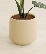 Load image into Gallery viewer, Almond Green stand:all