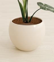 Load image into Gallery viewer, Shiny EggWhite stand:all