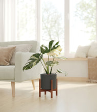 Load image into Gallery viewer, Dark Olive stand:walnut