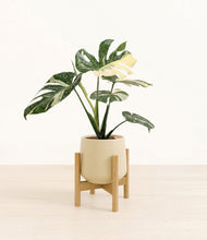 Load image into Gallery viewer, Almond Green stand:bamboo