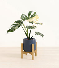 Load image into Gallery viewer, Deep Navy stand:bamboo